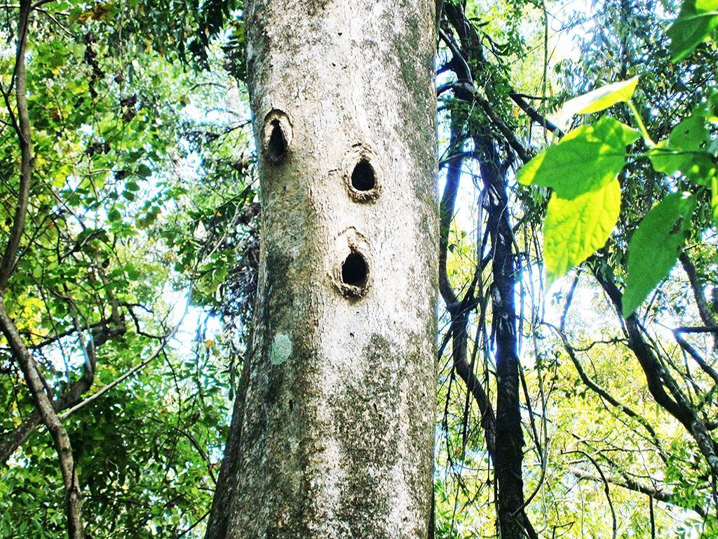 Surrey Bird Sanctuary & Holiday Resort Welimada Exterior foto